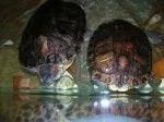 Želvy z želvária:větší a menší holky.