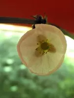 kvetoucí echinodor