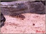 12.06.09 Julidochromis marlieri