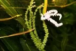 Poupě, květ a zrající semena henkelianu a poupě fenestralis