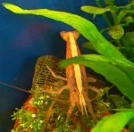 Krevetka Atyopsis moluccensis (Atyopsis moluccensis)