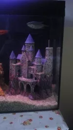 Nový hrad +  stará rybka