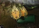 Takhle želvičky spí každou noc až do rána :)