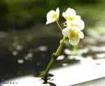 kvetouci Sagittaria platyphylla