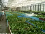 stonkové rostliny