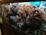 mořské akvárium