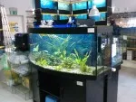 sladkovodní akvárium
