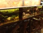 insipirativní akvária a prodávané kořeny