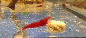 Neocaridina Bloody Mary