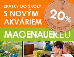 Macenauer