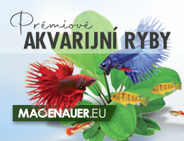 Macenauer