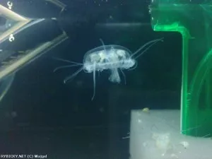 Medúzka sladkovodní