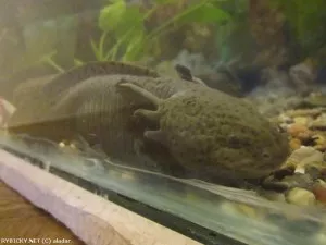 Axolotl mexický | © aladar