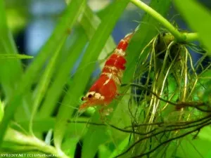 Krevetka kantonská var. Crystal Red | © EPluribusUnum