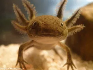 Axolotl mexický | © Eva_R