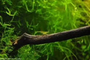 Krevetka Neocaridina palmata sp. Green | © Pepenka