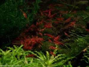 Krevetka červená var. Red cherry | © Luminus