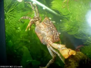Krab Siamthelphusa acutidens | © navik