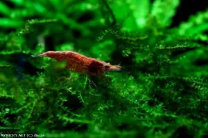 Krevetka červená var. Red cherry | © discus