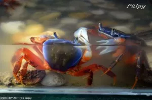Krab suchozemský | © půlpy