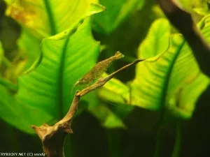 Krevetka Neocaridina palmata sp. Green | © vendy
