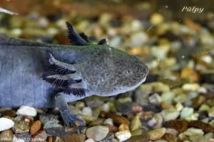 Axolotl mexický | © půlpy