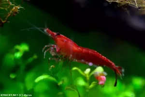 Krevetka červená var. Red cherry | discus
