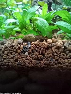 Piskořka scabra | zelenakapusta