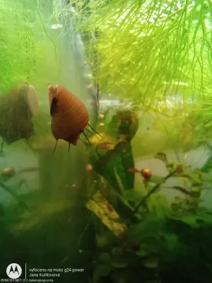 Piskořka pichlavá | &copy; zelenakapusta