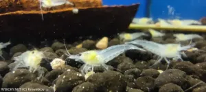 Krevetka Neocaridina palmata var. White | &copy; Krevetkov