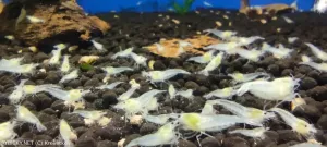 Krevetka Neocaridina palmata var. White | &copy; Krevetkov