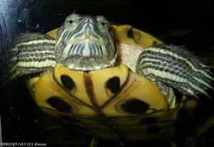 Želva nádherná | © discus