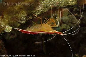 Krevetka pruhovaná | © M. Kořínek- biolib.cz
