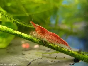 Krevetka červená var. Red cherry | © Chem