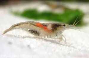 Krevetka Neocaridina palmata sp. Nectarine | © Semtex