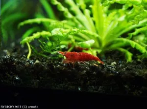 Krevetka červená var. Red cherry | © arnošt