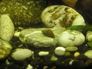 Piskořka Melanoides granifera | © sivon