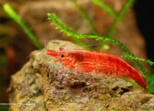 Krevetka červená var. Red cherry | © noiseless