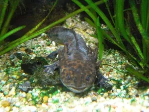 Axolotl Andersonův
