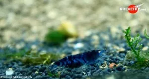 Krevetka kantonská var. Blue tiger | © winter