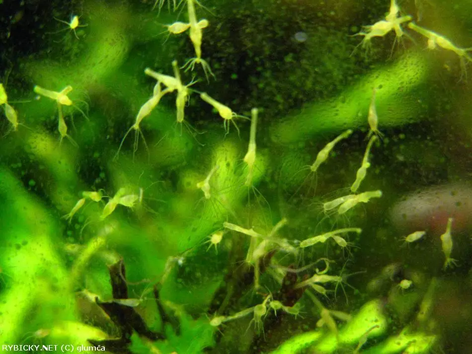 Hydra viridissima | © zelenakapusta