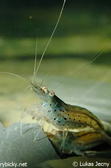 Krevetka japonská (Caridina multidentata)