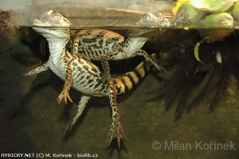 Caiman crocodilus | © M. Kořínek - biolib.cz