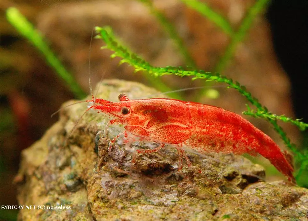 Krevetka červená var. Red cherry (Neocaridina davidi var. Red cherry)