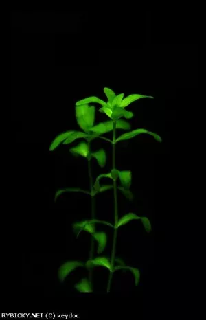 malokvětka glomeratum | © keydoc