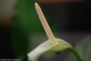 anubis Barterův var. caladiifolia | © ikacek