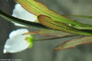 šípatkovec 'Rubin Narrow Leaf' | © polygraf