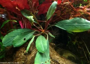 bucephalandra sp. zelené | © dudak
