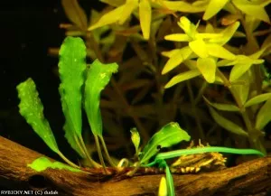bucephalandra sp. zelené | © dudak