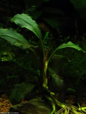 bucephalandra sp. zelené | © Aforte